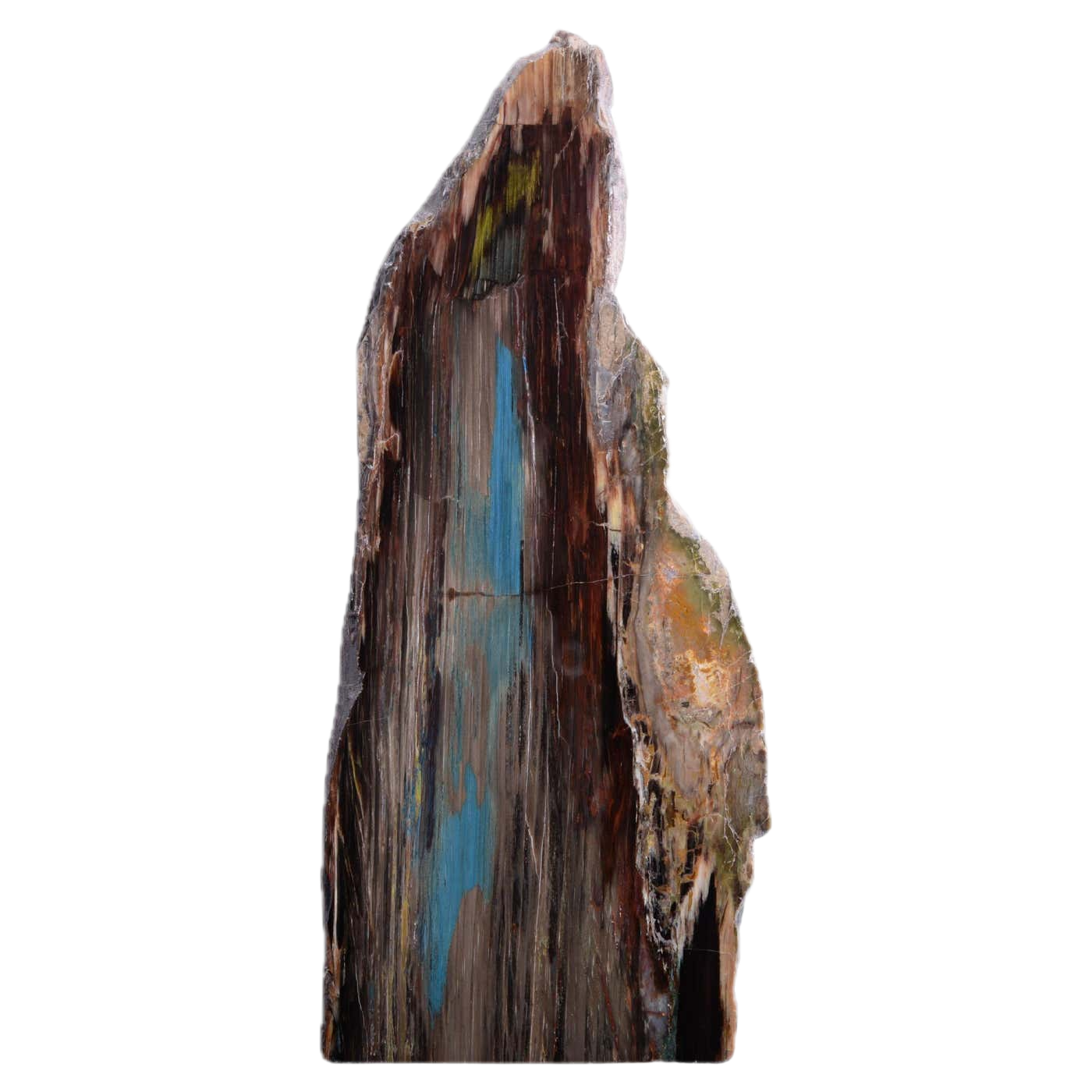 Petrified Wood