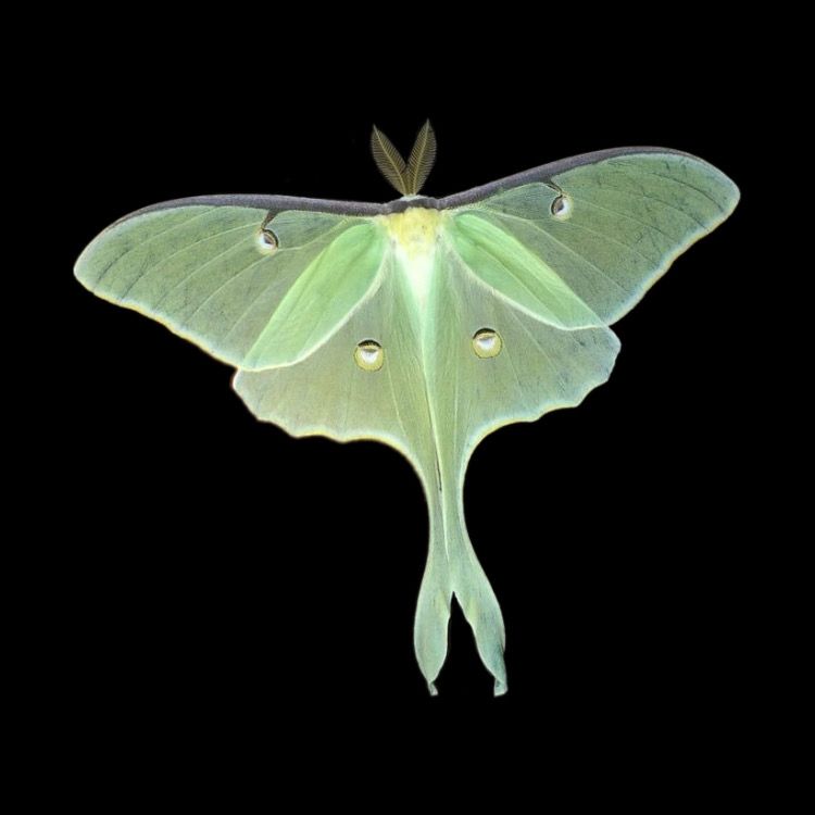Luna Moth